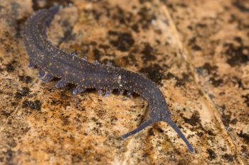 Media type: image;   Invertebrate Zoology 144608